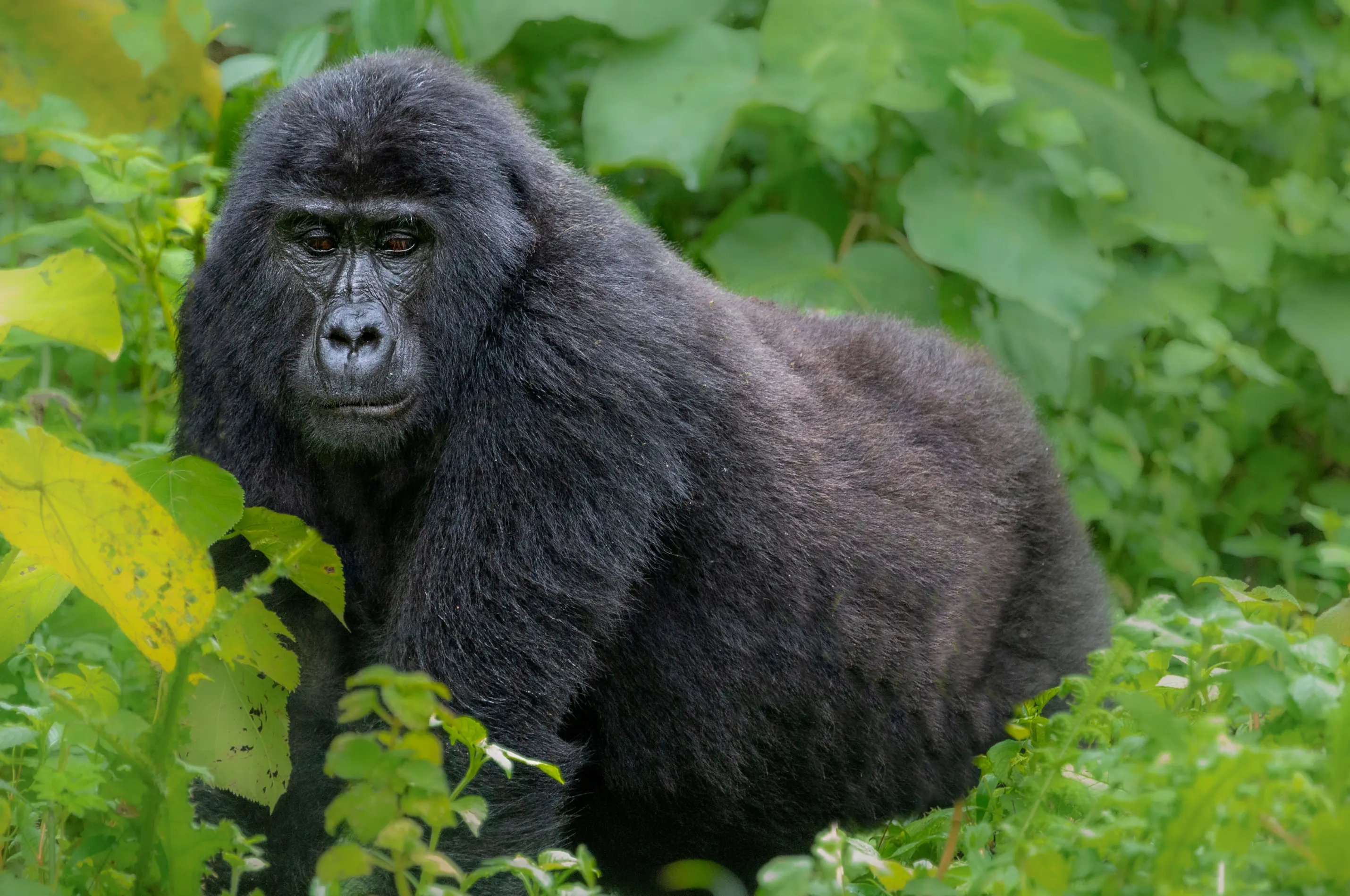 Bwindi Gorilla Trekking Adventure photo