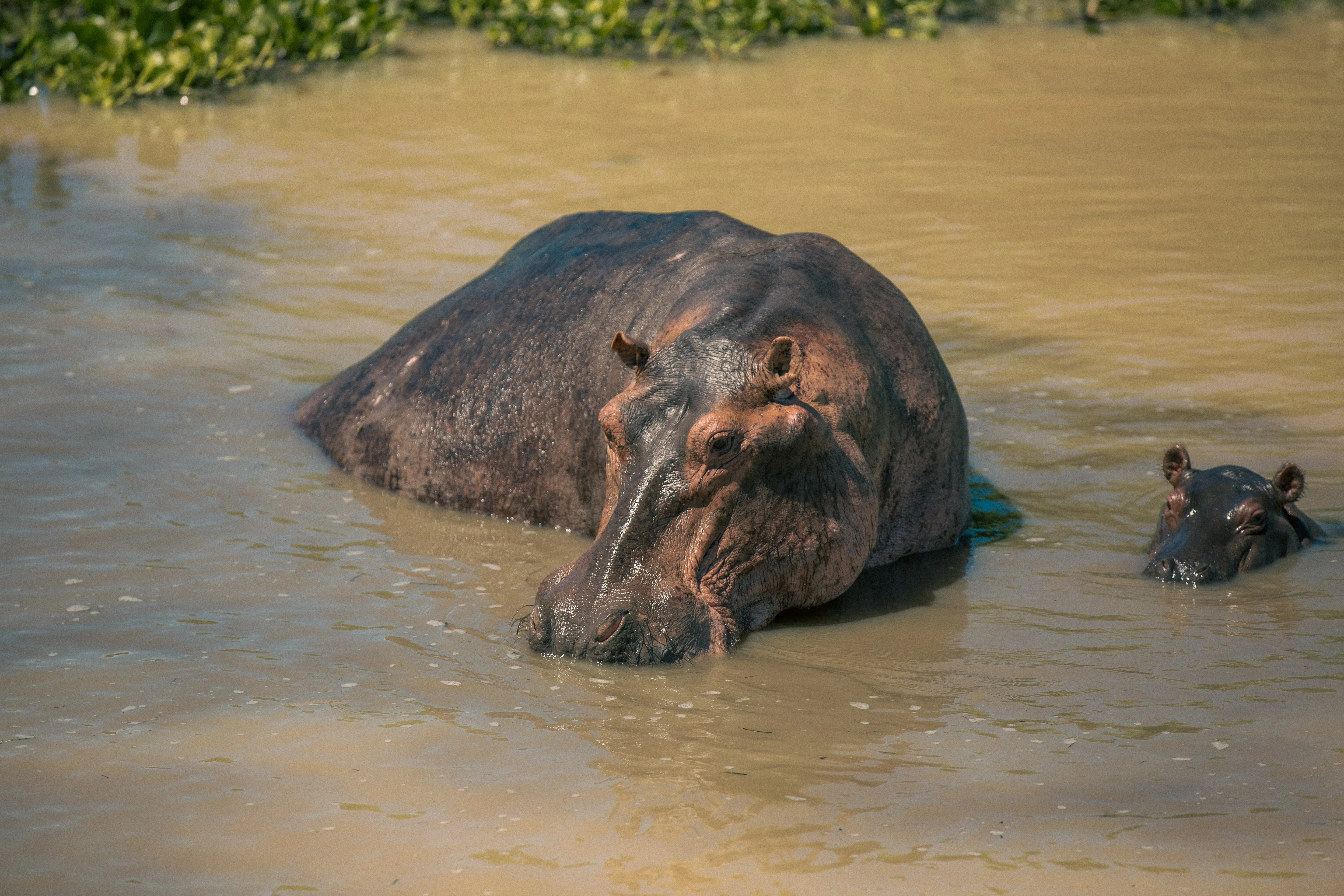 A hippo