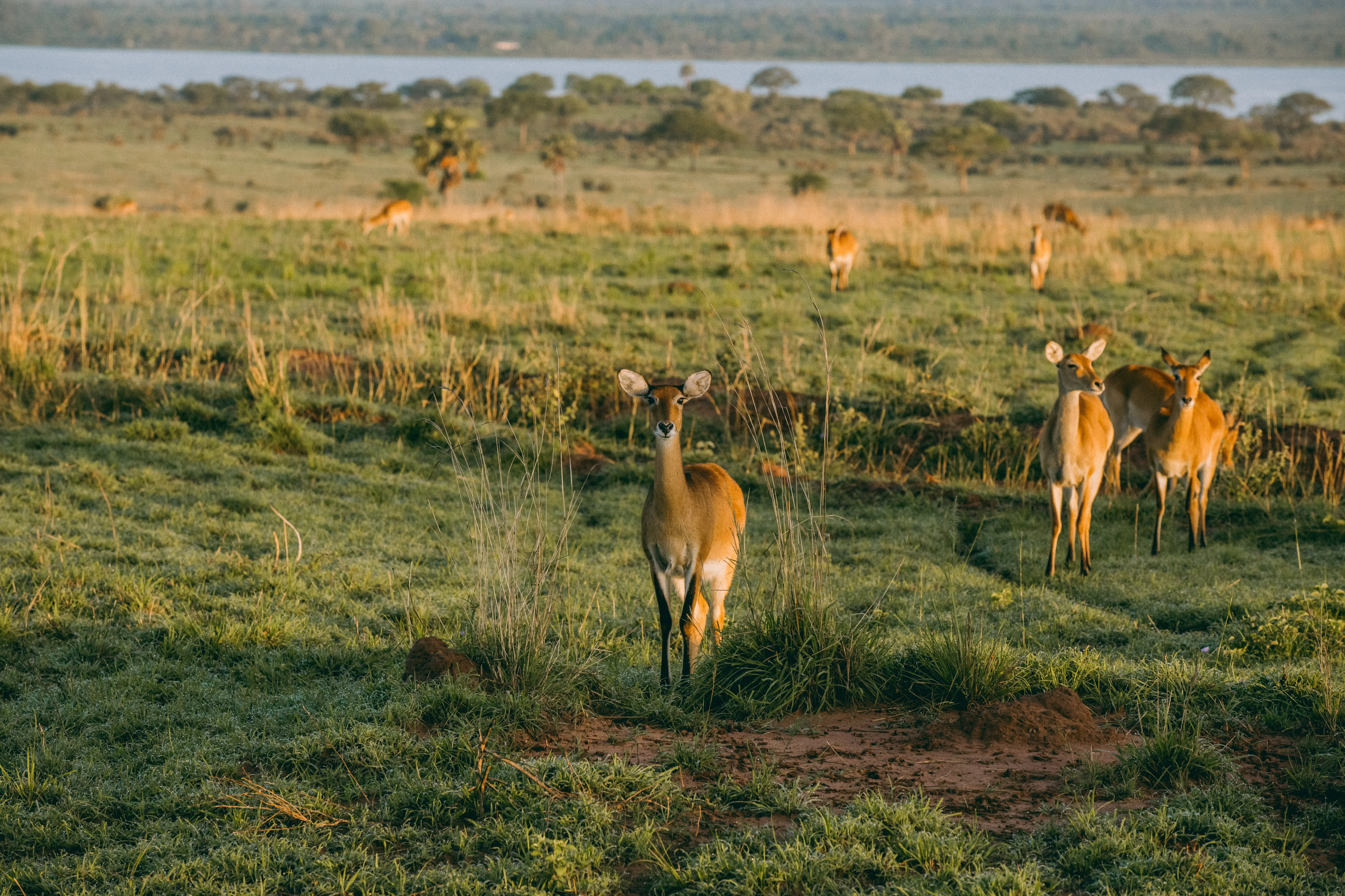 Antelopes in the savannah