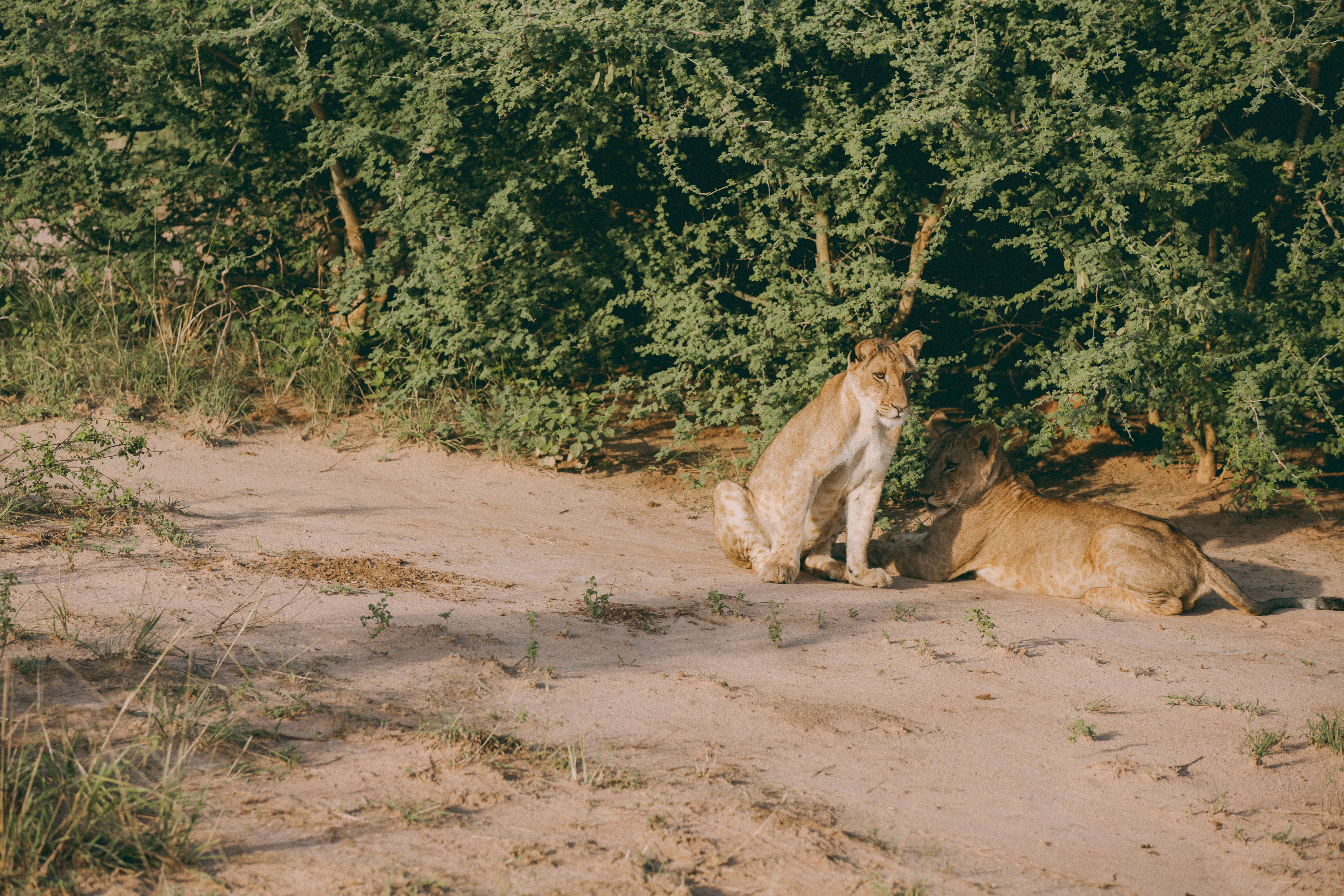 Lions