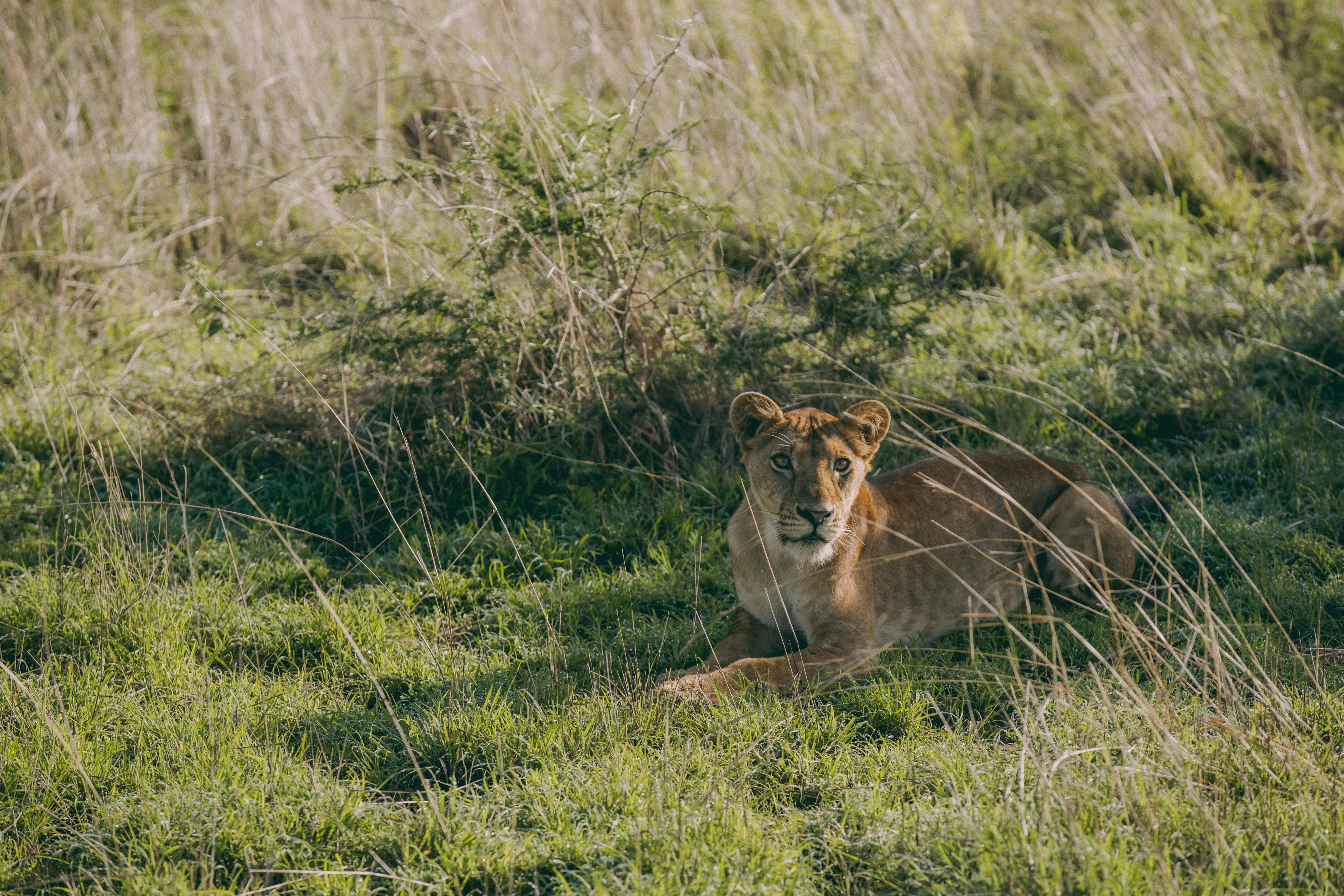 Lion scene