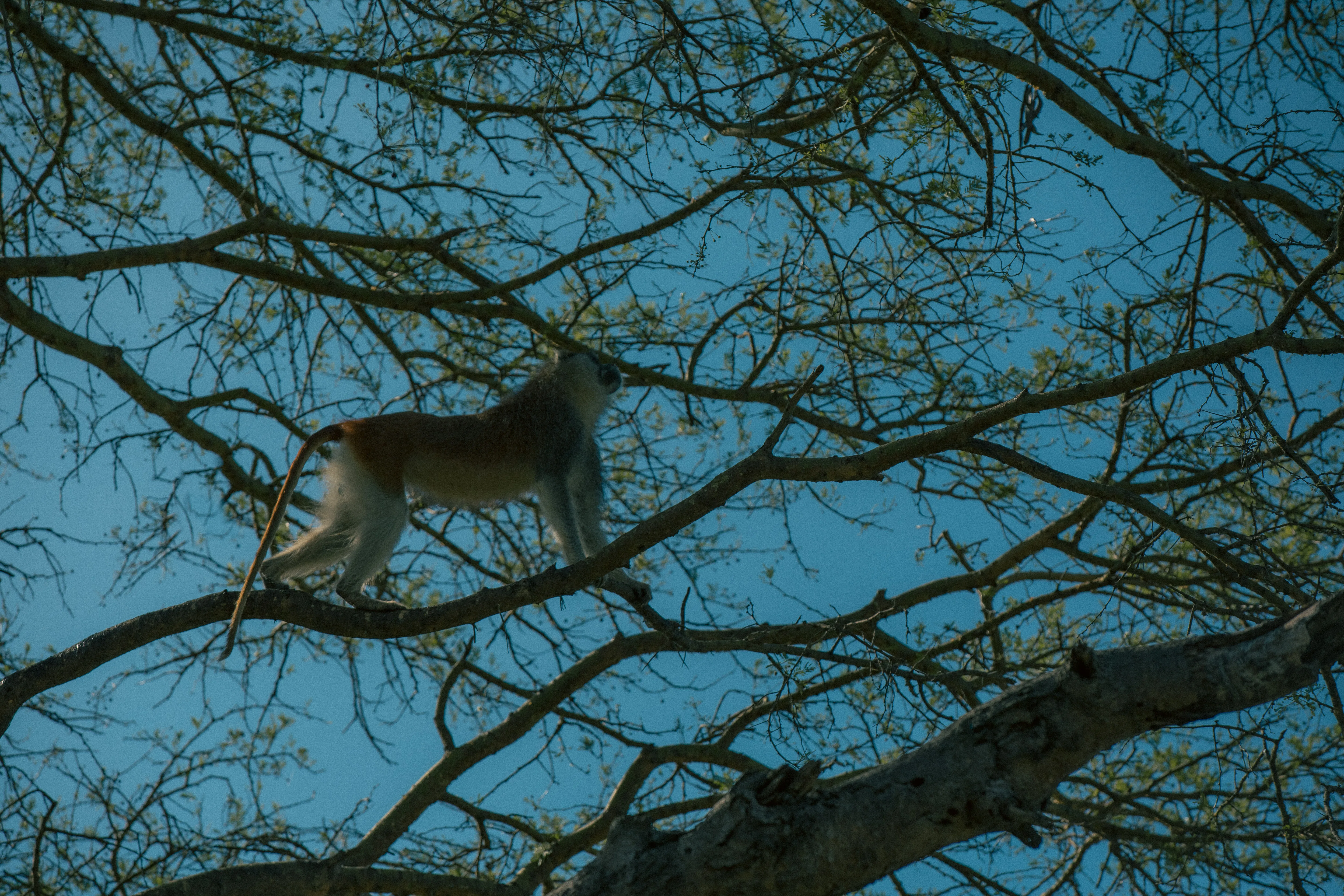 Uganda wildlife safari