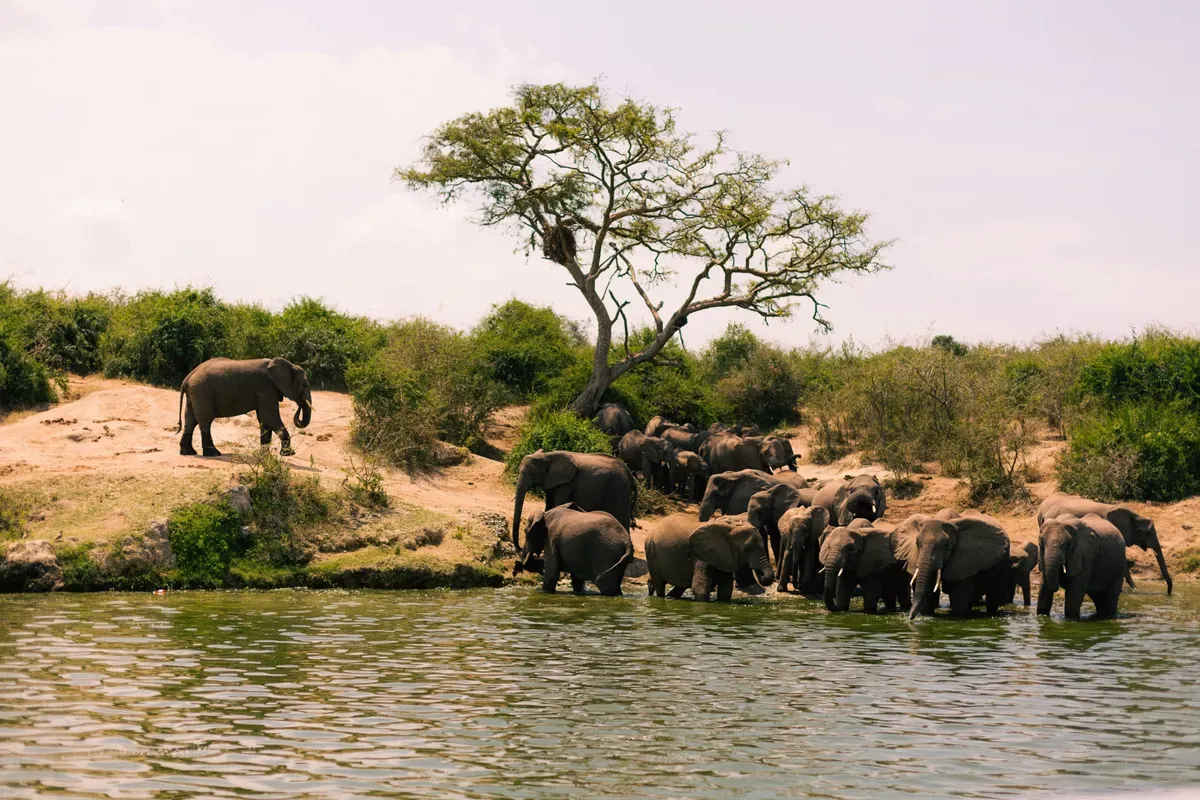 East Africa Grand Bitcoin Safari Expedition