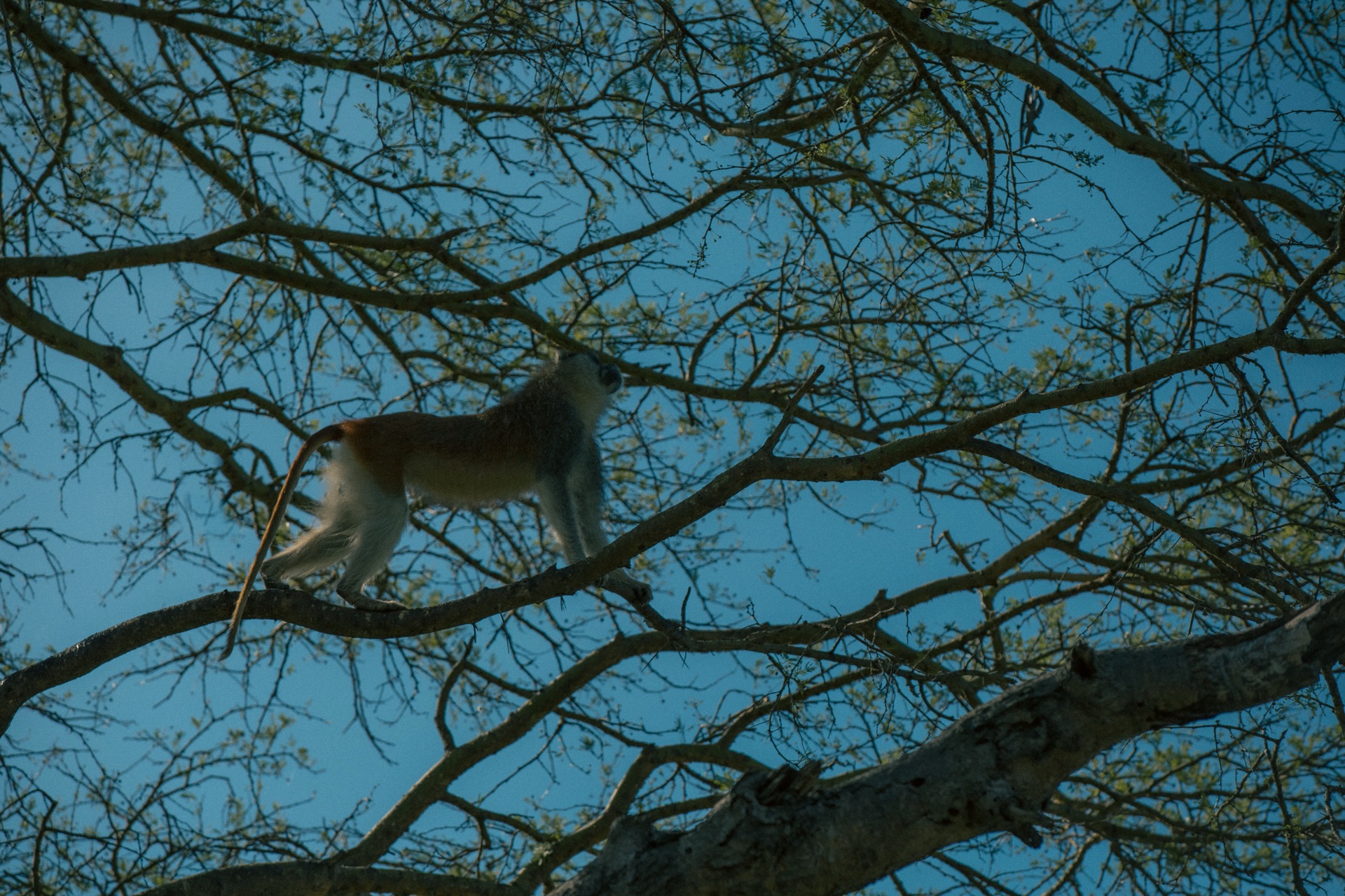 Monkey in the Trees