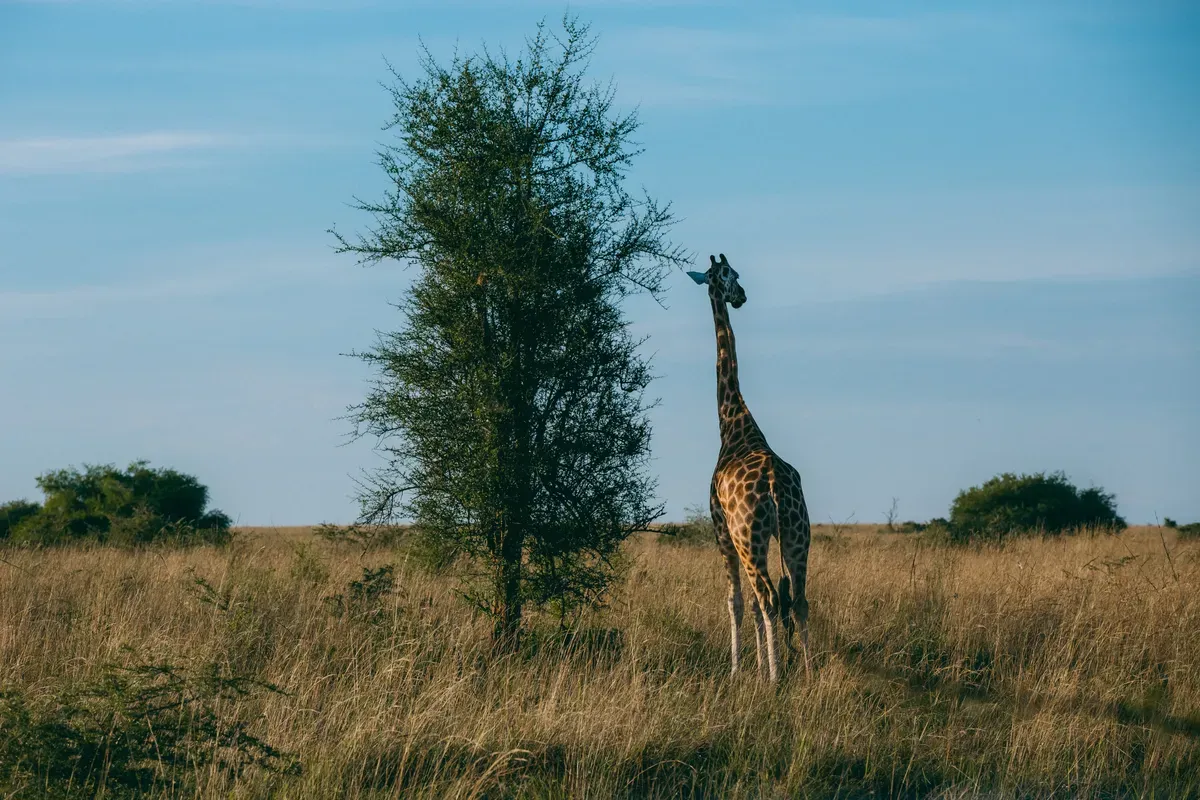 Kenya + Tanzania Bitcoin Safari Circuit 4