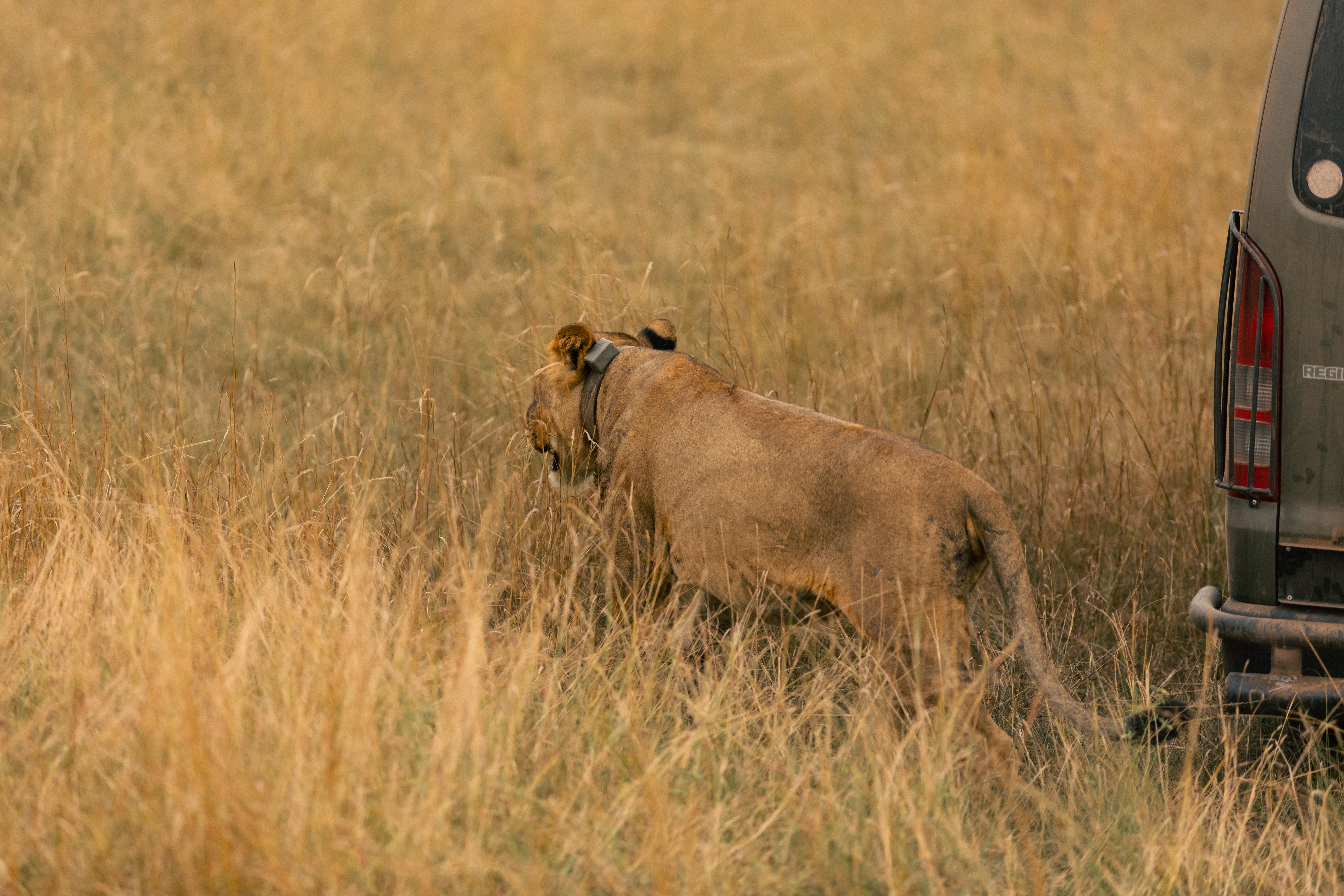 Kenya + Tanzania Bitcoin Safari Circuit 2