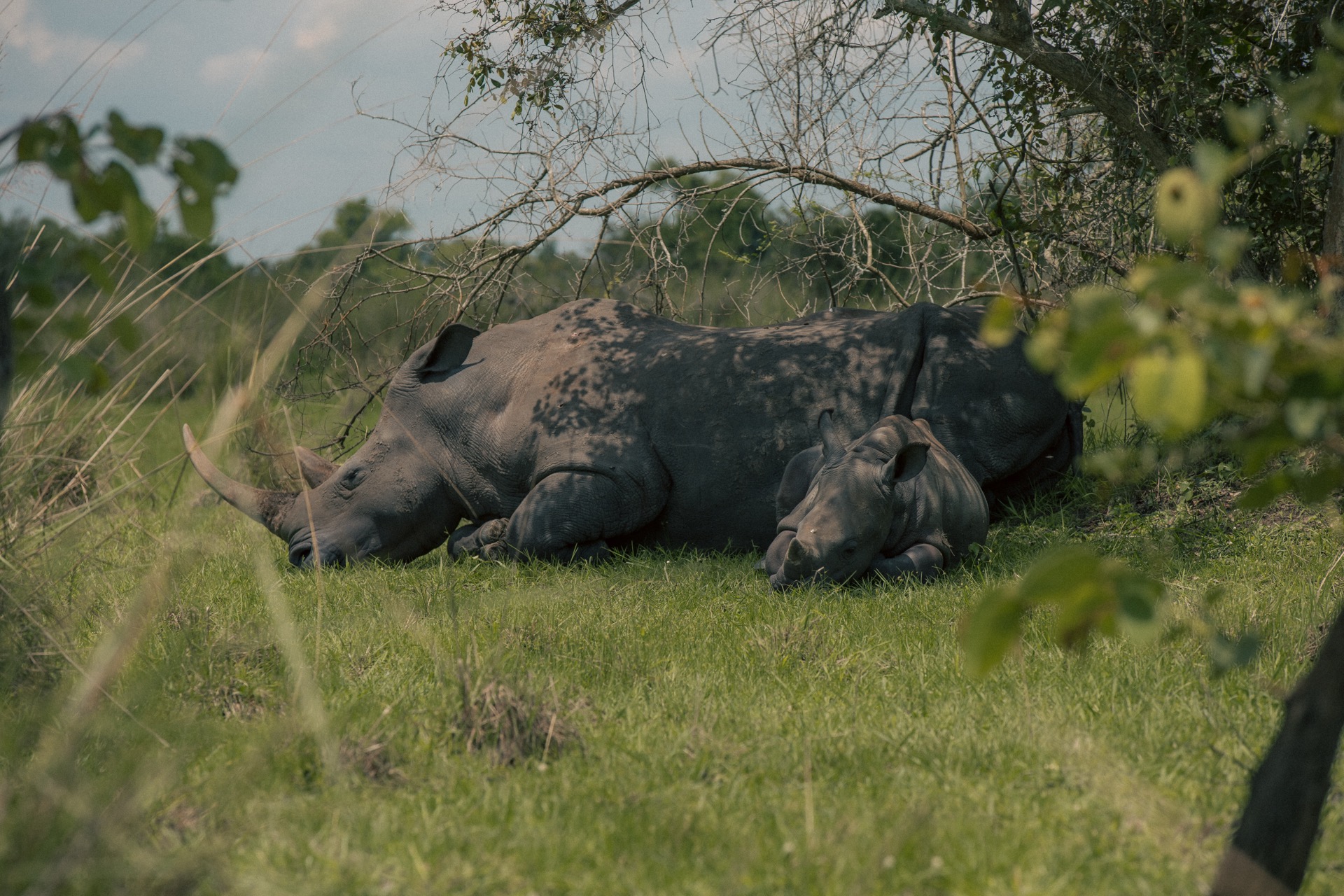 Rhinos at Rest