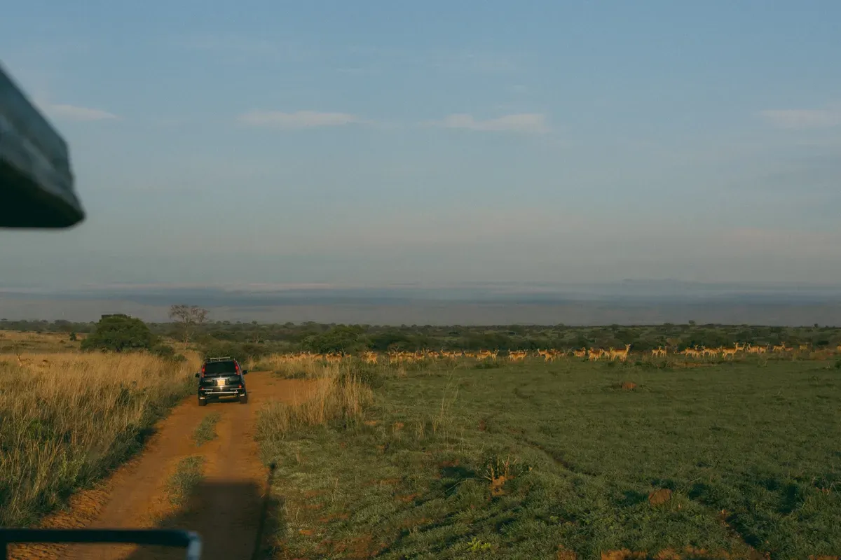 Game Drive with Antelope