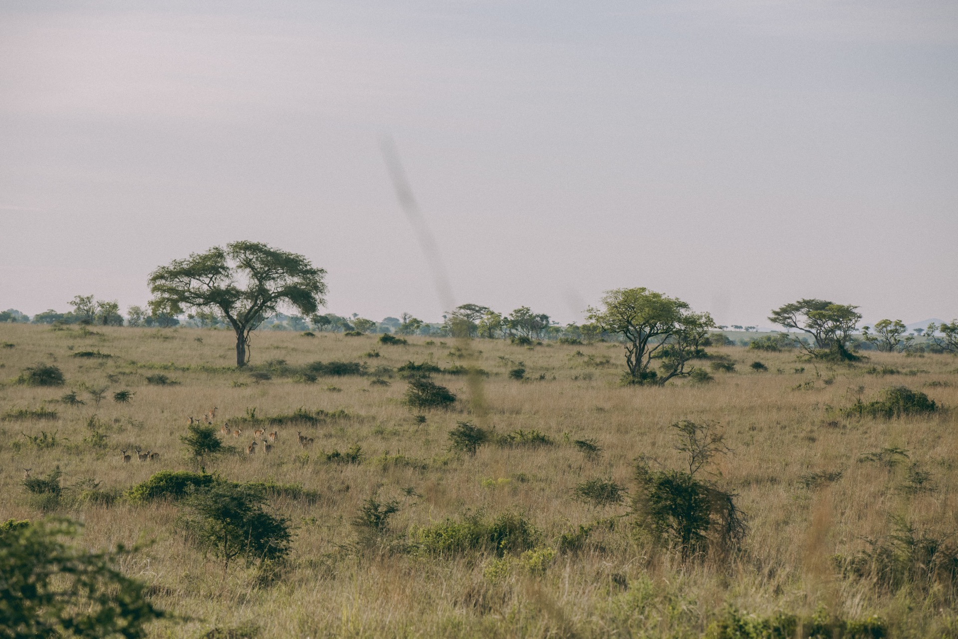 African Savannah