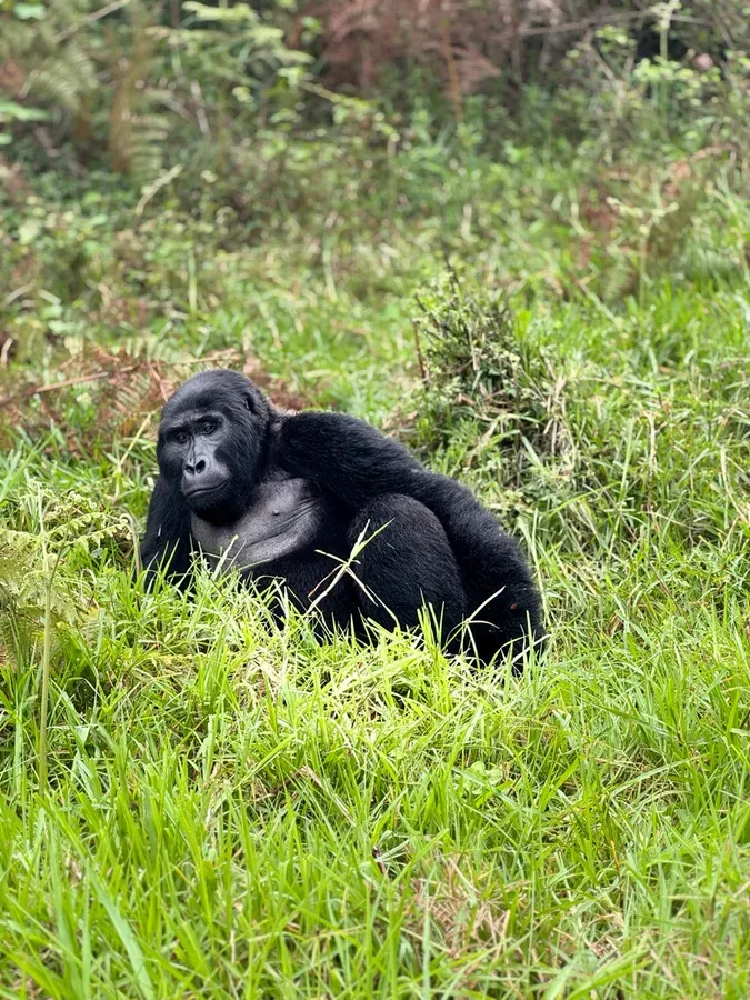 Gorilla Trekking Experience